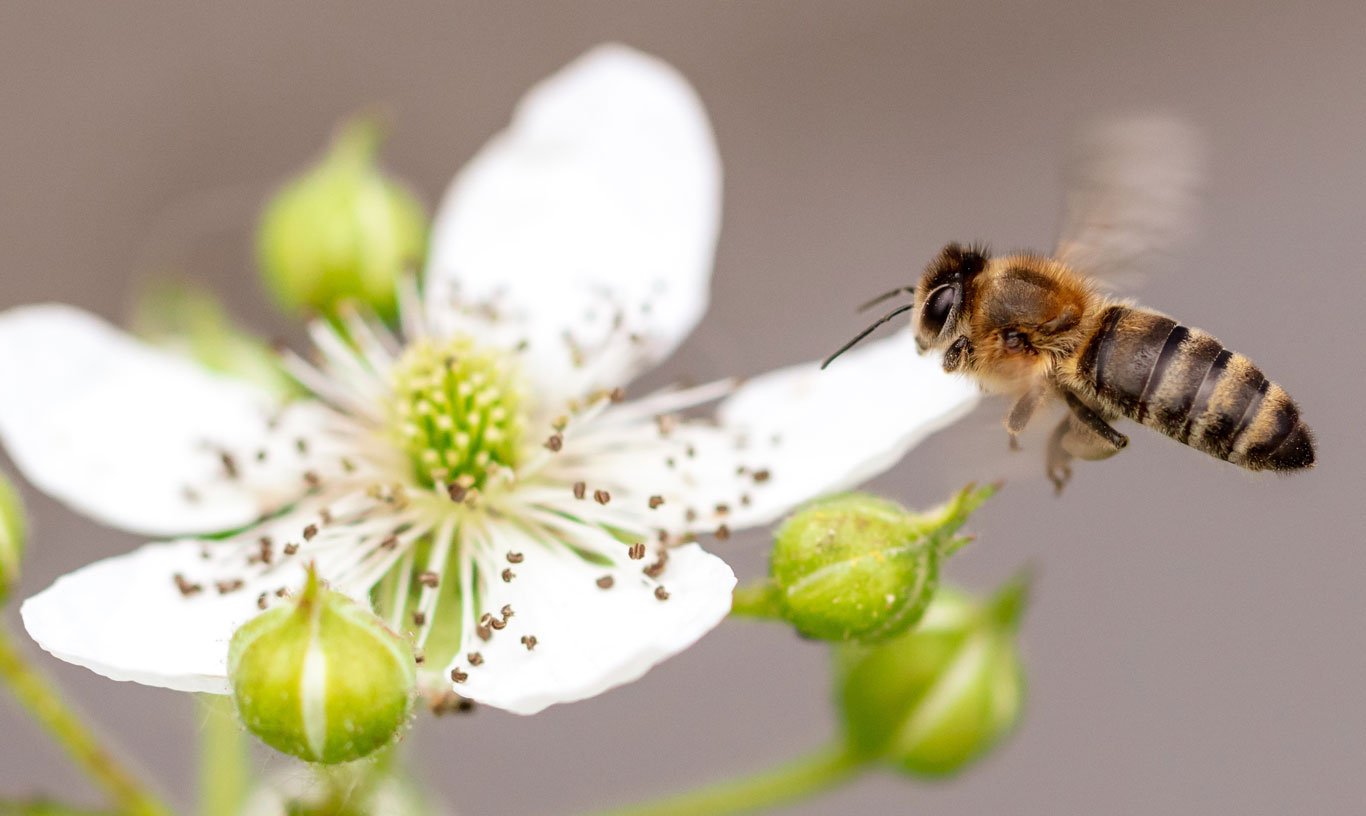 Bee-flower-1366-0818