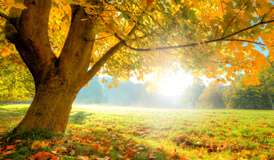 The Science Behind Fall: How and Why Leaves Change Colors